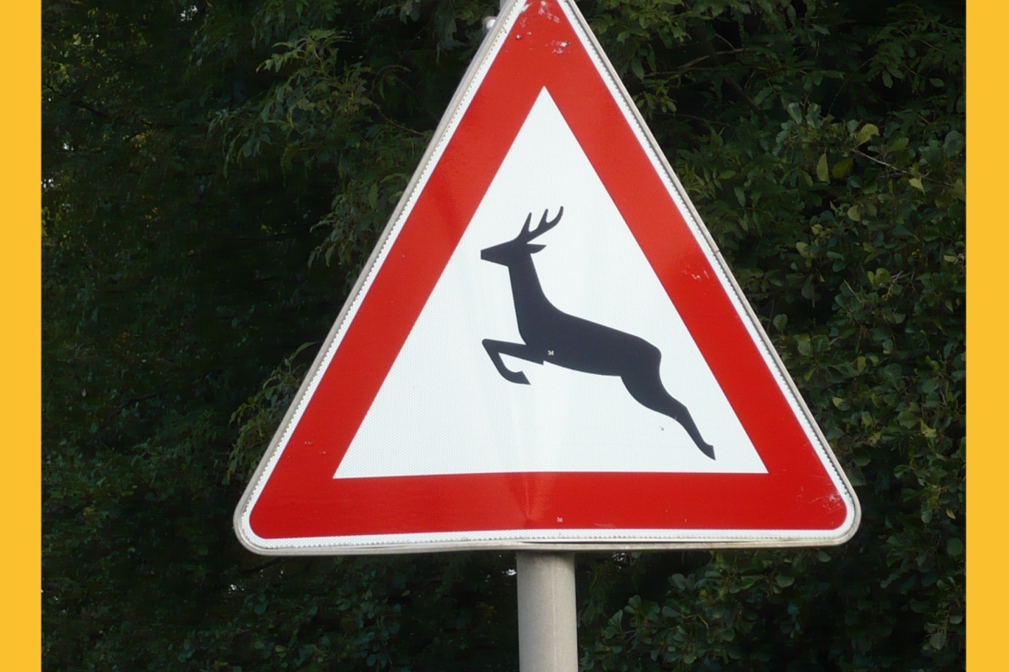 Achtung Wildwechsel: Kollisionsgefahr steigt deutlich