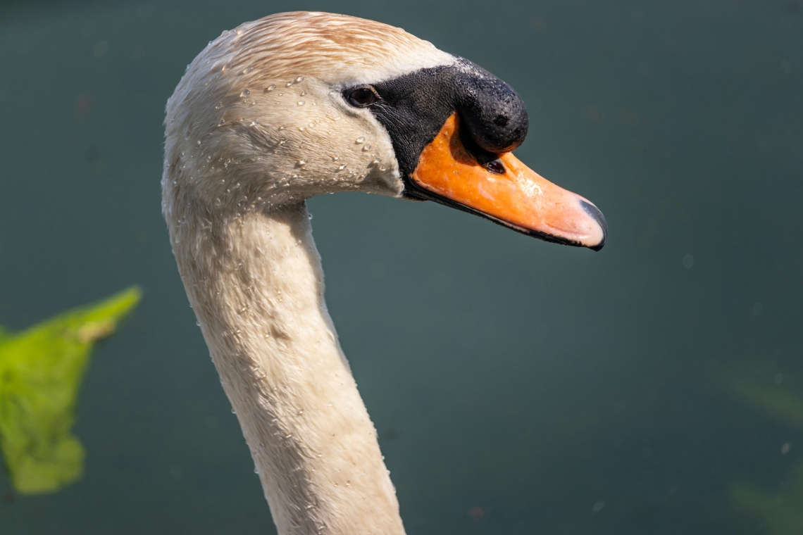 Polizeieinsatz für verletzten Schwan in Scheyern 