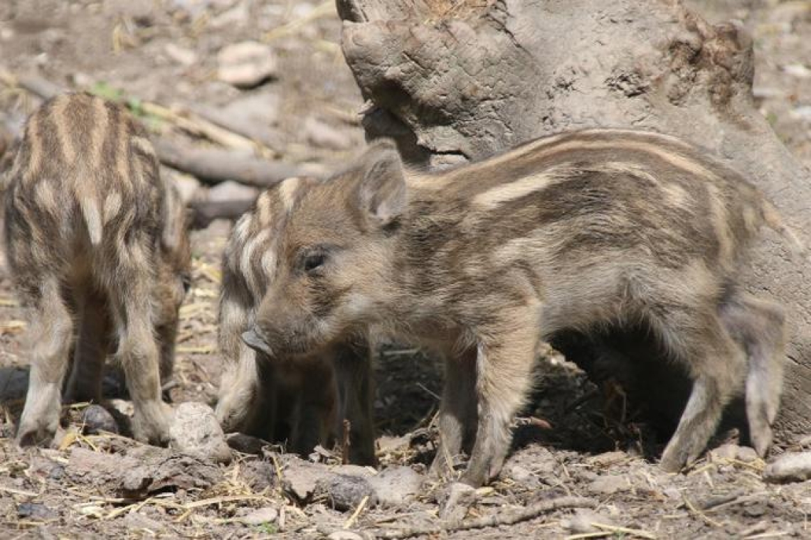 Süßer Nachwuchs im Wildpark am Baggersee 