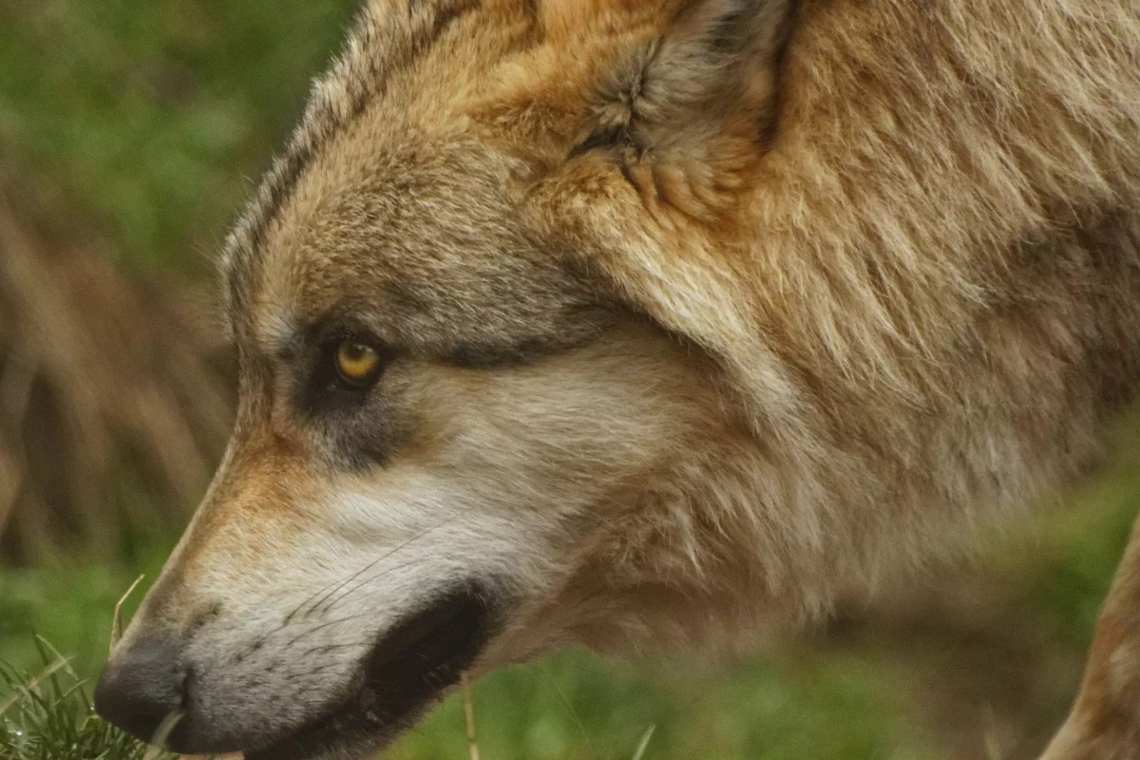 Wolfsmanagement: BBV fordert entschlossenes Handeln auf EU- und Bundesebene 