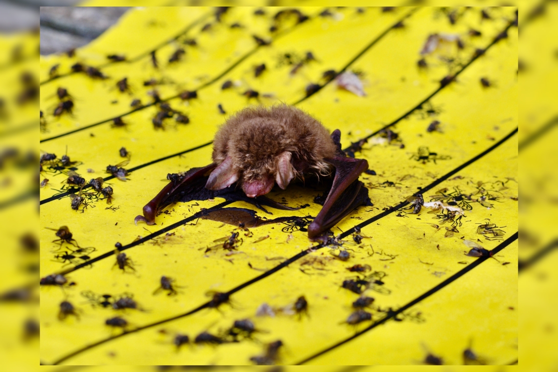 Klebefallen im Garten werden zur tödlichen Gefahr für Fledermäuse und Vögel 
