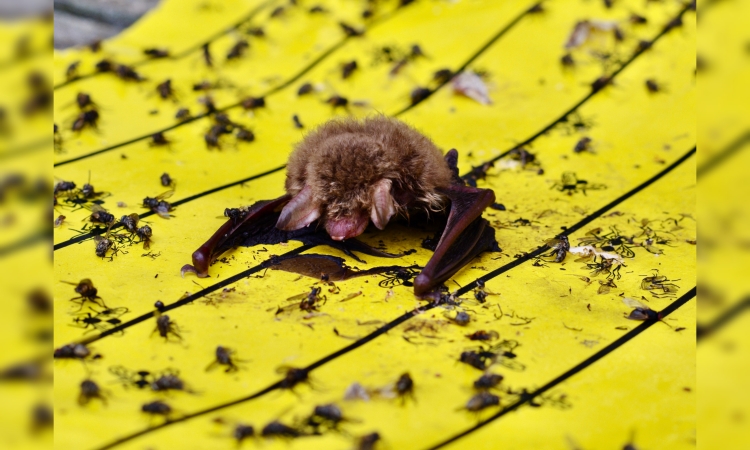 Klebefallen im Garten werden zur tödlichen Gefahr für Fledermäuse und Vögel 