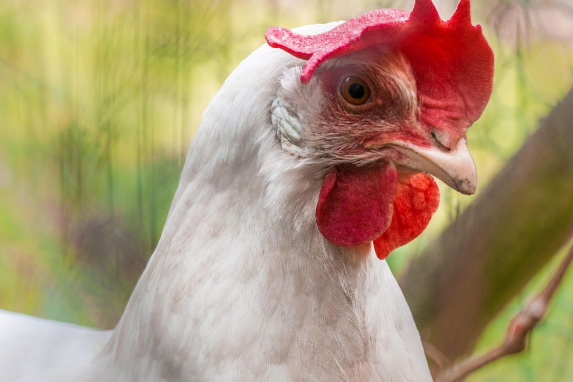 Ein Pedelecfahrer kollidiert mit einem Huhn, stürzt und erleidet schwere Verletzungen